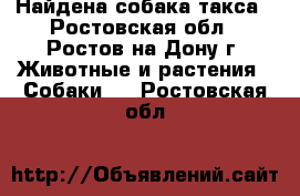 Найдена собака такса - Ростовская обл., Ростов-на-Дону г. Животные и растения » Собаки   . Ростовская обл.